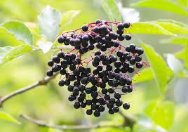 Elderberries