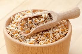 Sprouted grain